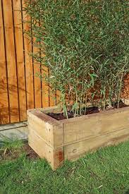 Bamboo Container Growing Guidelines