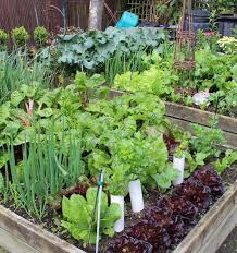 Do You Have A Vegetable Garden At Home