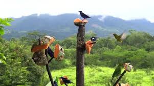 Costa Rica Hummingbirds Stock