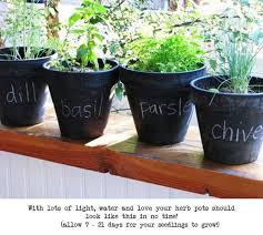 15 Diy Indoor Kitchen Herb Gardens