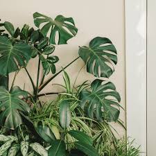 Plants Architectural Digest