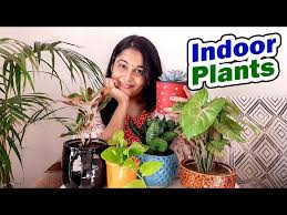 Best Air Purifier Plants Indoorplants