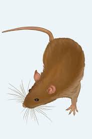 Rat Identification Control Mmpc