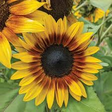 Fireer Sunflower Flowers And