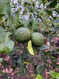 Green Plant Sweet Orange Trees