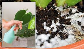 How To Get Rid Of Mould On Houseplants