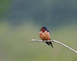 Barn Swallow Swallow Singing Wild Photo