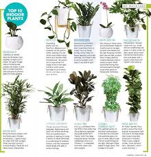 Top 10 Indoor Plants For Home Decor