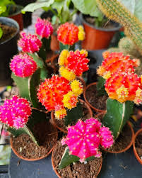Buy Moon Cactus In India