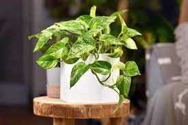 Are Pothos Plants Toxic To Cats Or Dogs