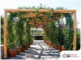 Top 3 Climbing Plants For Your Pergola