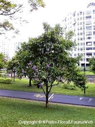 Nparks Lagerstroemia Speciosa