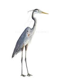 Blue Heron Bird Painting Watercolor Art