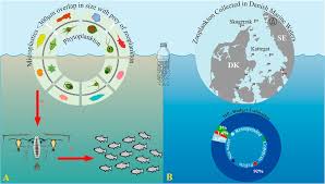 Microplastics Into The Marine Food