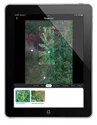 How To Identify Plants With Google Lens