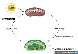 Model Or Equation Of Photosynthesis