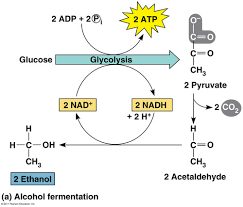 Cellular Respiration Flashcards Quizlet