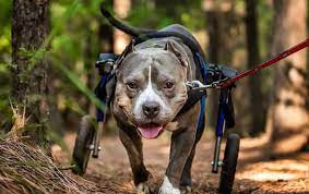 Equipment For Disabled Dogs Carts For