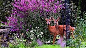 18 Beautiful Deer Resistant Shrubs To