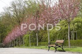 Avenue With Flowering Japanese Cherry