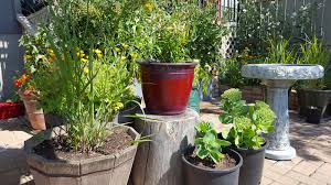 Container Gardening Ideas
