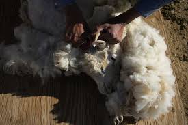 Navajo Sheep Herding At Risk From
