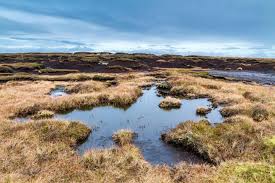 Bogs 10 Times More Carbon