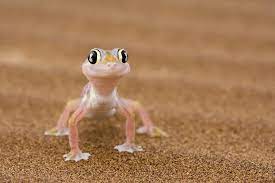 12 Surprising Facts About Geckos
