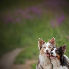 Arrowhead Vine Poisoning In Dogs