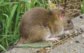 Rats Miche Pest Control