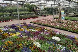 Biggest Garden Plant Supermarket Opens