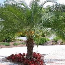 Natural Phoenix Palm Tree For