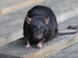 Norway Rat Identification Eradication