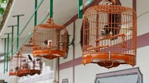 Birds For In Yellow Cage At A