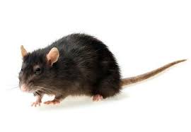Norway Rats Identification In Ohio