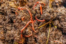 Compost Bugs The Good And The Bad