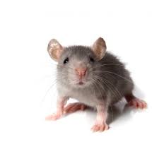 Rodents Hometeam Pest Defense