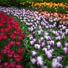 Flowers Burst Into Bloom In Holland