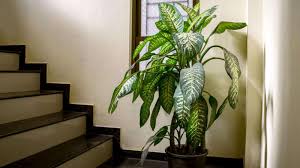 34 Best Low Light Indoor Plants Our