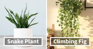 20 Indoor Plants For People Who Tend To