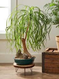 Top 25 Pet Friendly Plants To Keep Safe