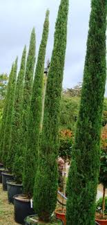 Italian Cypress Trees Cupressus