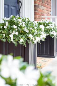 Shade Loving Plants For Containers On