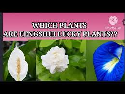 Fengshui Vastu Good Luck Plants