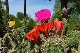 Why Grow Cactus Plants In Oregon