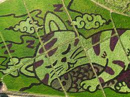 Thai Farmer Transforms Rice Field