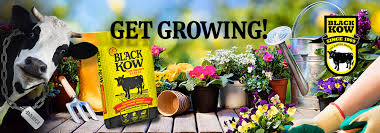 Black Kow The Manure Flower Beds