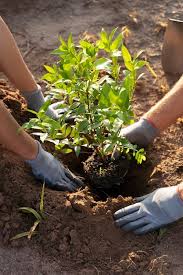 Tree Planting Images Free On