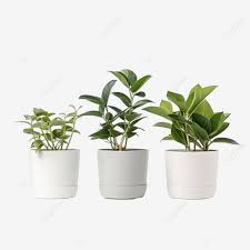 Small Plants In Pots Plant Leaf Icon