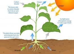 Explore Photosynthesis In The Classroom